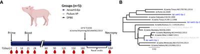 Adenoviral-vectored epigraph vaccine elicits robust, durable, and protective immunity against H3 influenza A virus in swine